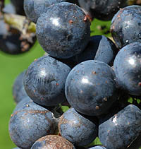 エビヅル Vitis ficifolia ブドウ科 Vitaceae ブドウ属 三河の植物観察