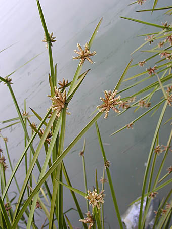 カンガレイ Schoenoplectiella triangulatus var. triangulata カヤツリグサ科