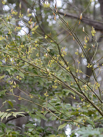 クロモジ Lindera umbellata クスノキ科 Lauraceae クロモジ属 三河の植物観察