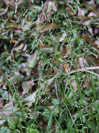 ミゾイチゴツナギ Poa acroleuca イネ科 Poaceae イチゴツナギ属 三河の植物観察