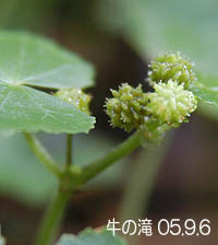 オオバチドメの花序