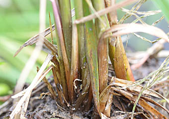 オタルスゲ Carex otaruensis カヤツリグサ科 Cyperaceae スゲ属 三河の植物観察