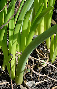 ロドフィアラ・アドベナ Rhodophiala advena ヒガンバナ科 Amaryllidaceae ロドフィアラ属 三河の植物観察