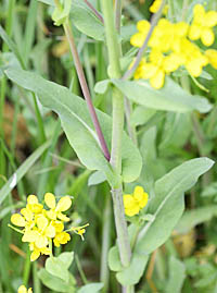 セイヨウアブラナ Brassica napus アブラナ科 Brassicaceae (Crucifera) アブラナ属 三河の植物観察