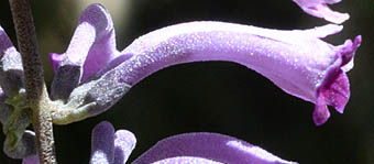 トウフジウツギ Buddleja lindleyana ゴマノハグサ科 Scrophulariaceae フジウツギ属 三河の植物観察