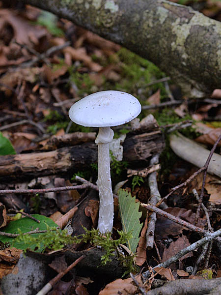 ドクツルタケ Amanita virosa テングタケ科 Amanitaceae テングタケ属 三河の植物観察野草