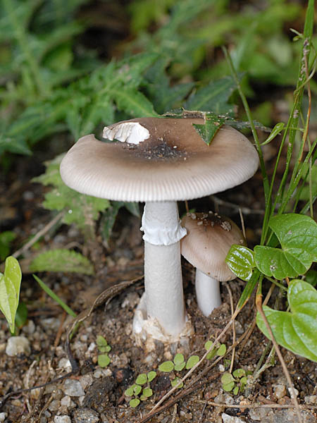 タマゴテングタケモドキ Amanita longistriata テングタケ科 Amanitaceae テングタケ属 三河の植物観察野草