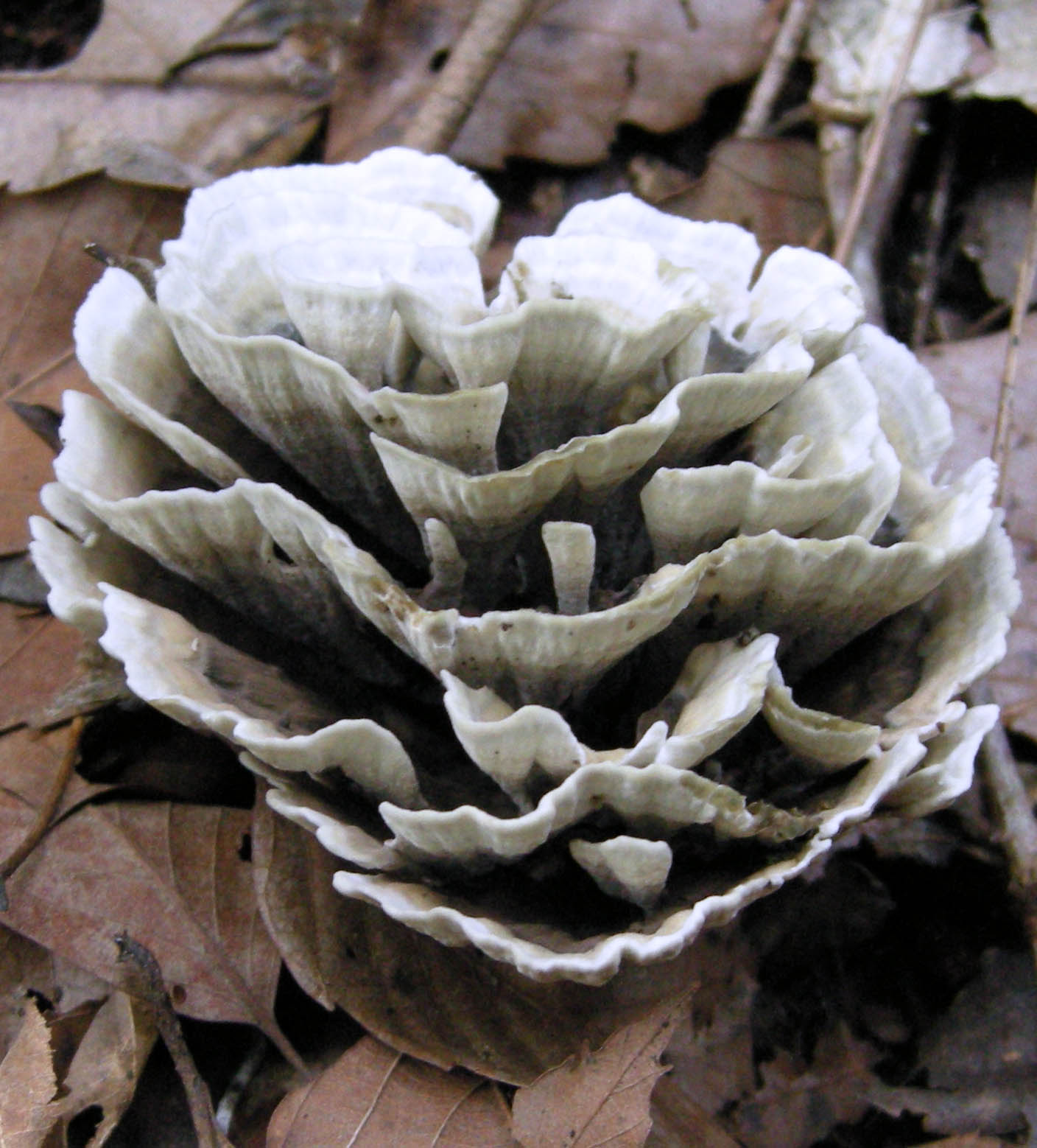 ツブイボタケ Thelephora vialis イボタケ科 Thelephoraceae イボタケ属 三河の植物観察野草